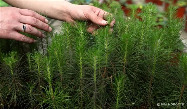 В Белокурихинском лесничестве Алтая высадили свыше 2 тысяч молодых сосен