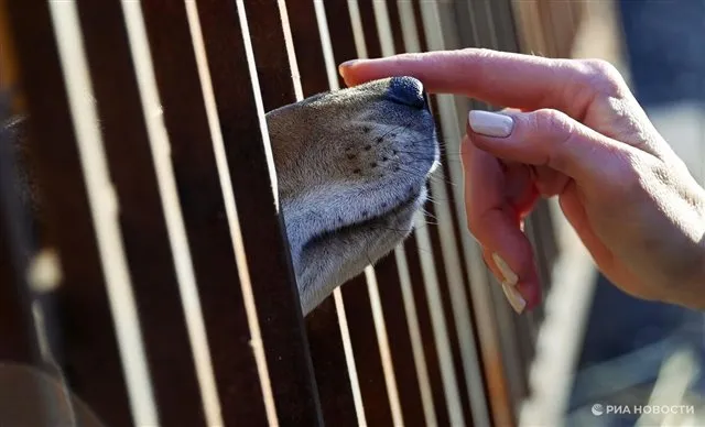 Женщина скончалась после заражения через облизывание раны собакой