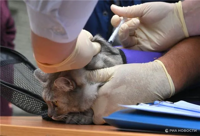 В госветклиниках Подмосковья привили более 81,6 тысячи кошек и собак – забота о питомцах на высшем уровне!